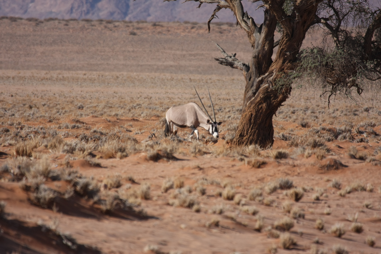 [15876] 2016_06_25_09_36_01_Africa_Canon_EOS_40D_IMG__02142.jpg
