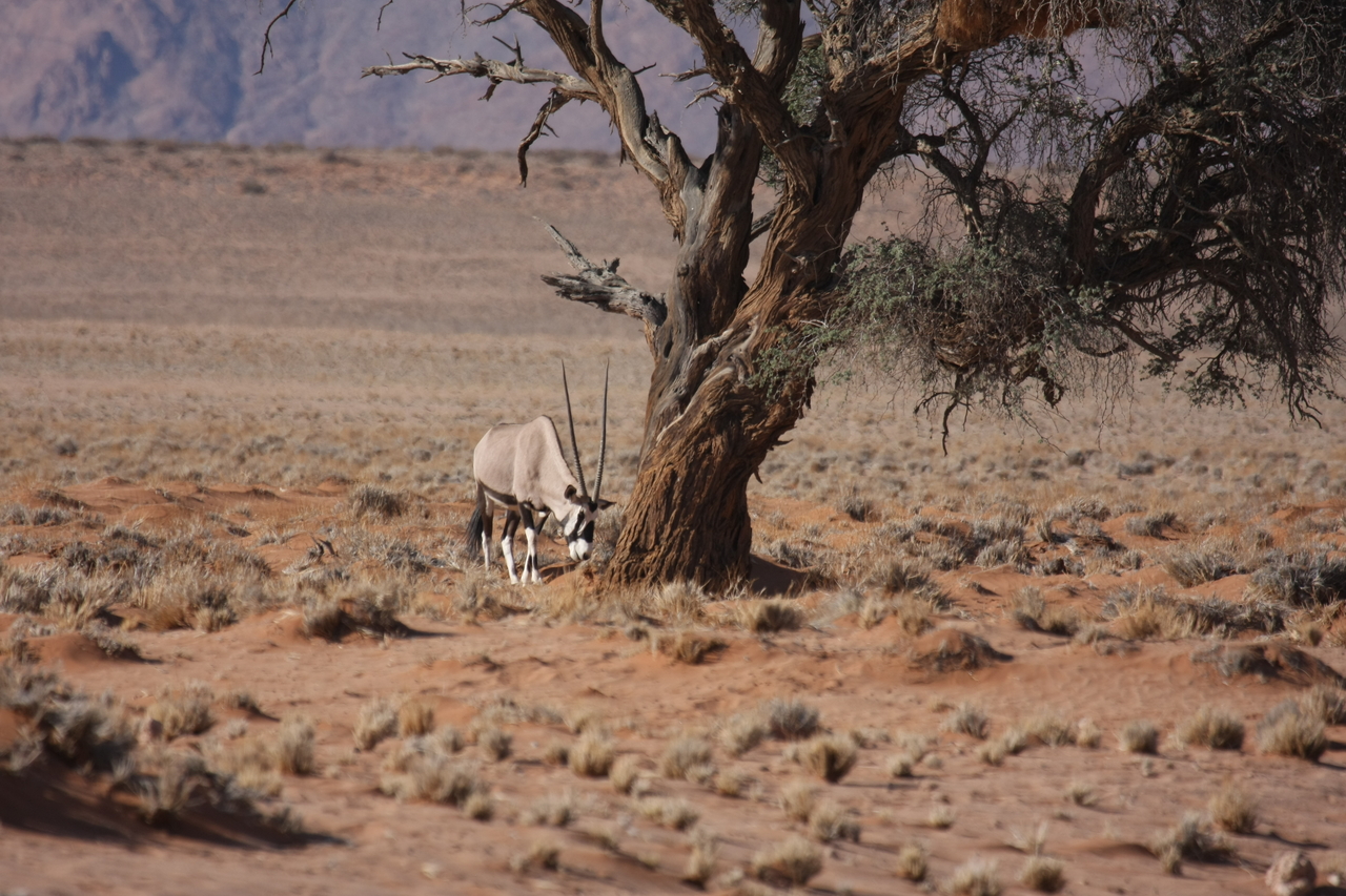 [15878] 2016_06_25_09_36_06_Africa_Canon_EOS_40D_IMG__00150.jpg