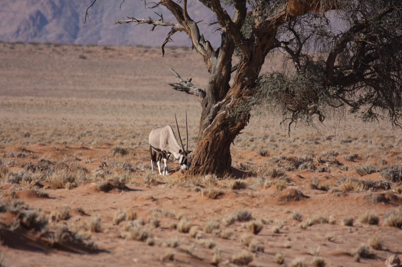 [15883] 2016_06_25_09_36_06_Africa_Canon_EOS_40D_IMG__09591.jpg