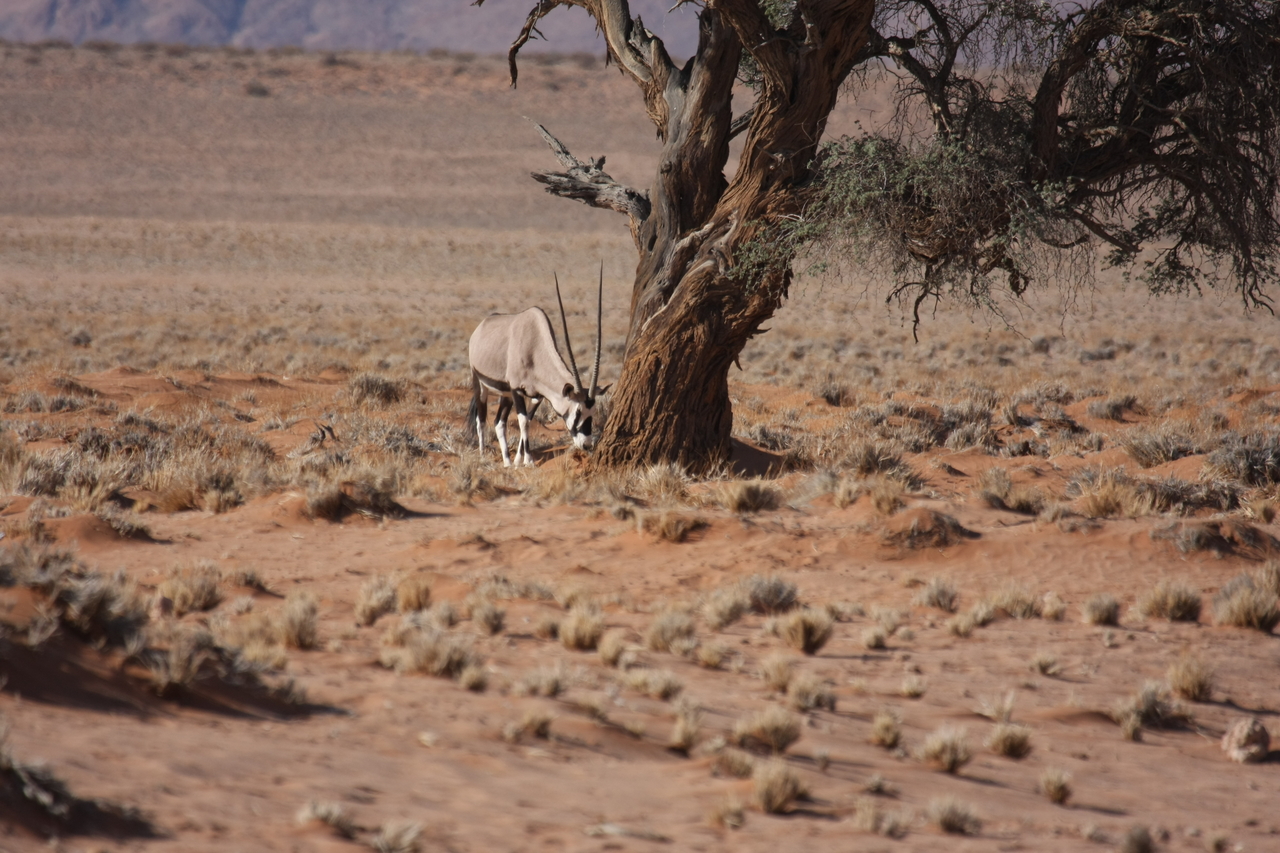 [15884] 2016_06_25_09_36_10_Africa_Canon_EOS_40D_IMG__00152.jpg
