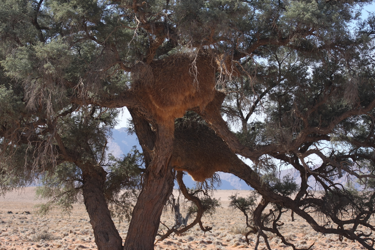 [15905] 2016_06_25_09_37_23_Africa_Canon_EOS_40D_IMG__02153.jpg