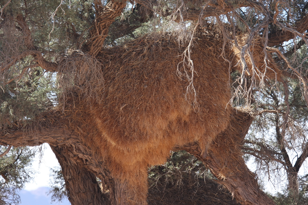 [15910] 2016_06_25_09_37_37_Africa_Canon_EOS_40D_IMG__00163.jpg