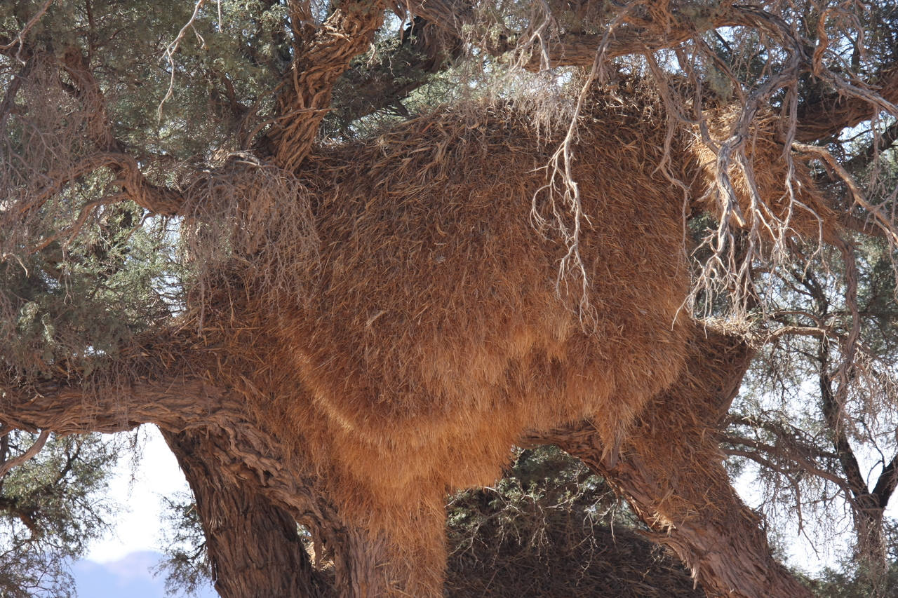 [15911] 2016_06_25_09_37_37_Africa_Canon_EOS_40D_IMG__02154.jpg