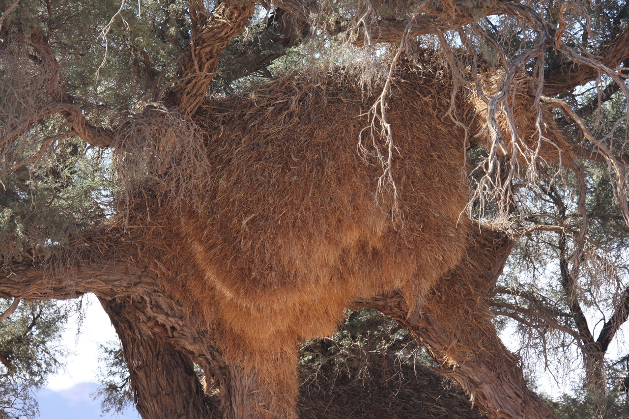 [15915] 2016_06_25_09_37_37_Africa_Canon_EOS_40D_IMG__09602.jpg