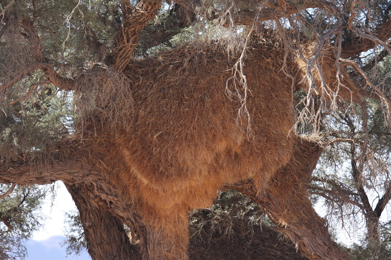 [15918] 2016_06_25_09_37_38_Africa_Canon_EOS_40D_IMG__02157.jpg