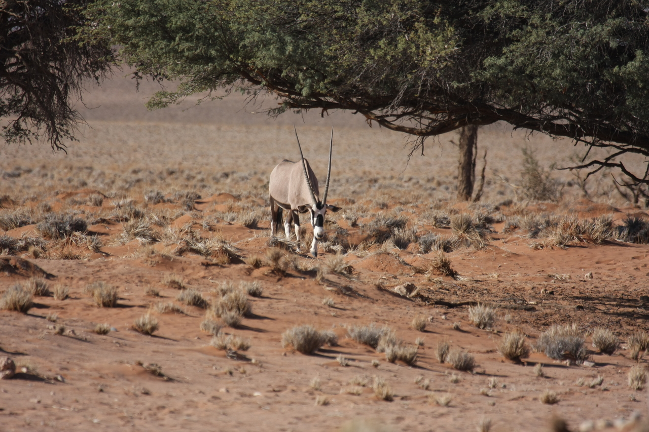 [15920] 2016_06_25_09_38_13_Africa_Canon_EOS_40D_IMG__00165.jpg