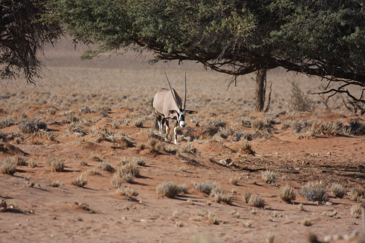 [15927] 2016_06_25_09_38_13_Africa_Canon_EOS_40D_IMG__09606.jpg