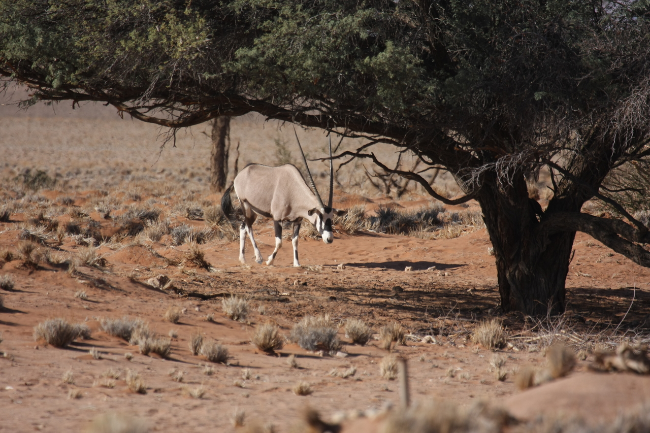 [15933] 2016_06_25_09_38_25_Africa_Canon_EOS_40D_IMG__00171.jpg