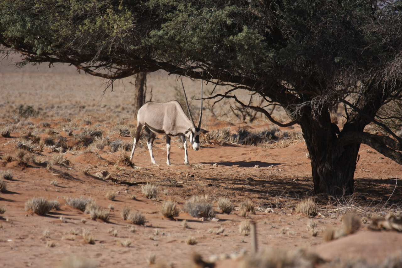 [15934] 2016_06_25_09_38_25_Africa_Canon_EOS_40D_IMG__02163.jpg