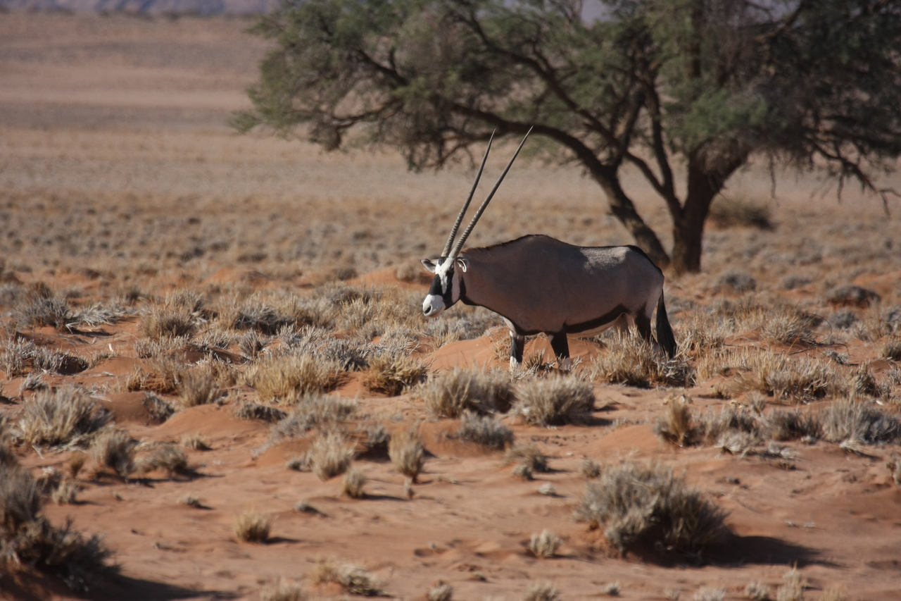 [15955] 2016_06_25_09_39_54_Africa_Canon_EOS_40D_IMG__02170.jpg
