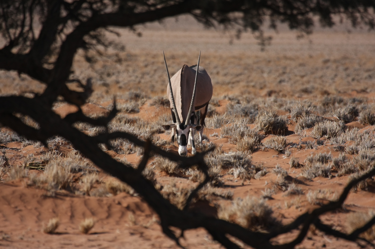 [15960] 2016_06_25_09_40_23_Africa_Canon_EOS_40D_IMG__00181.jpg