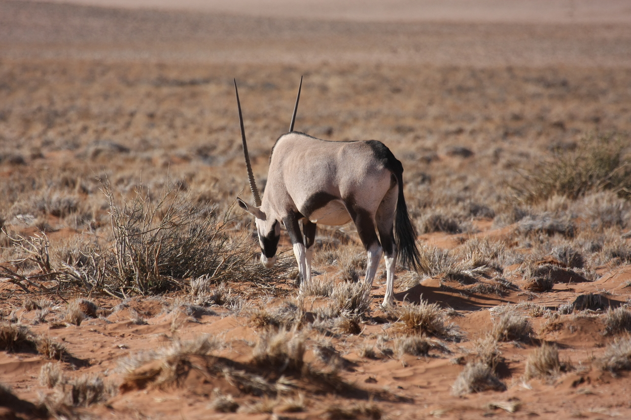 [15969] 2016_06_25_09_41_03_Africa_Canon_EOS_40D_IMG__00184.jpg