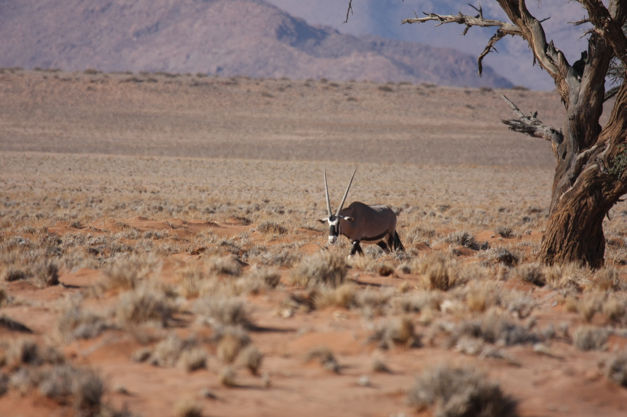 [15990] 2016_06_25_09_42_01_Africa_Canon_EOS_40D_IMG__00188.jpg