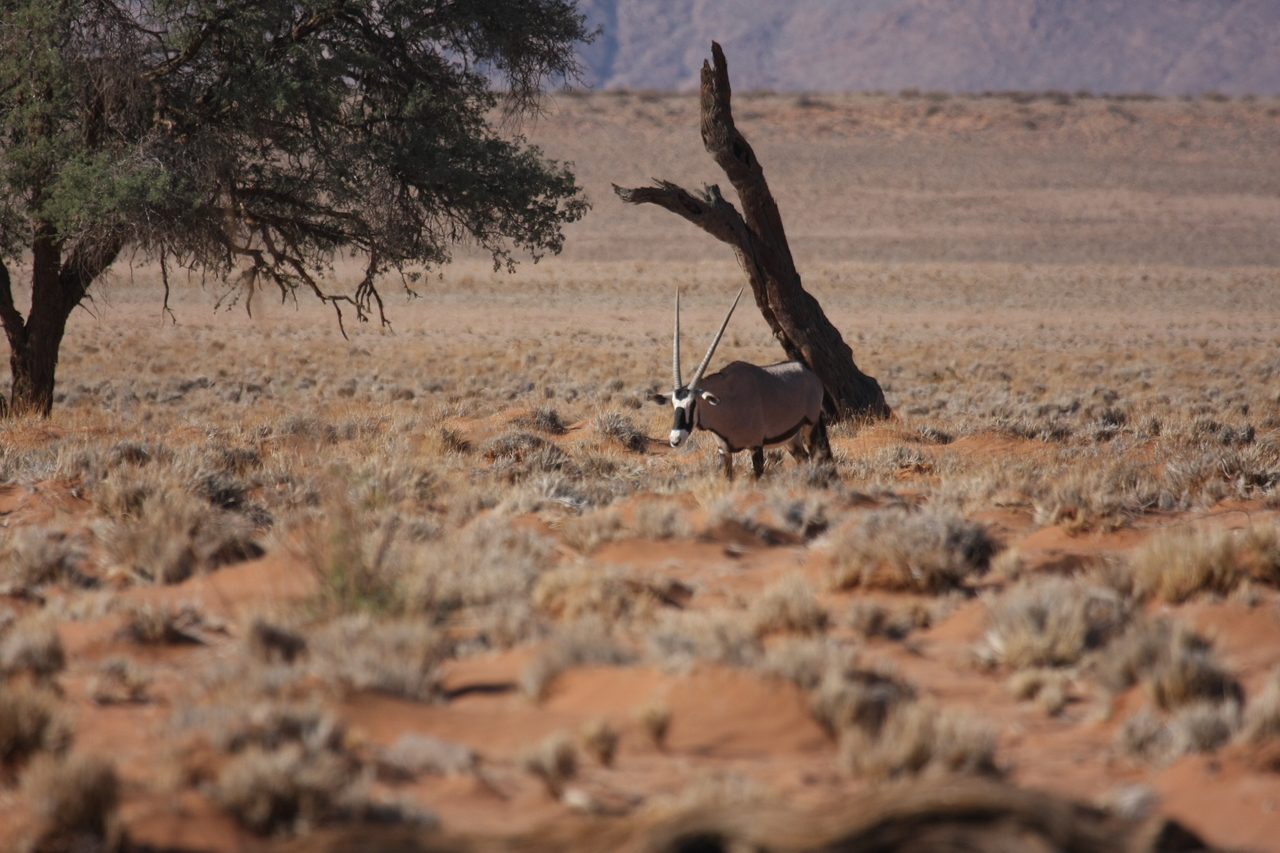 [16002] 2016_06_25_09_42_18_Africa_Canon_EOS_40D_IMG__02185.jpg