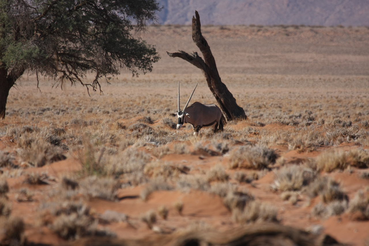 [16003] 2016_06_25_09_42_18_Africa_Canon_EOS_40D_IMG__02186.jpg