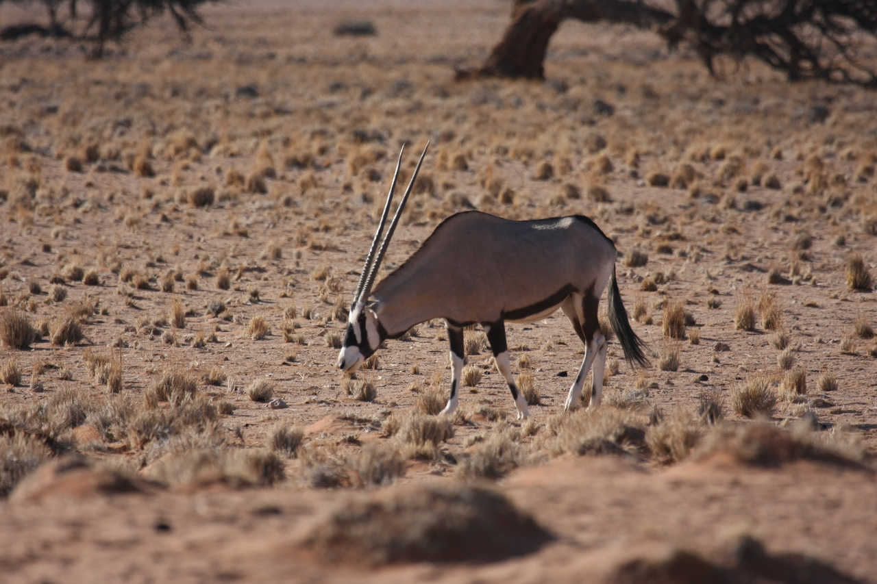 [16058] 2016_06_25_09_55_07_Africa_Canon_EOS_40D_IMG__02190.jpg