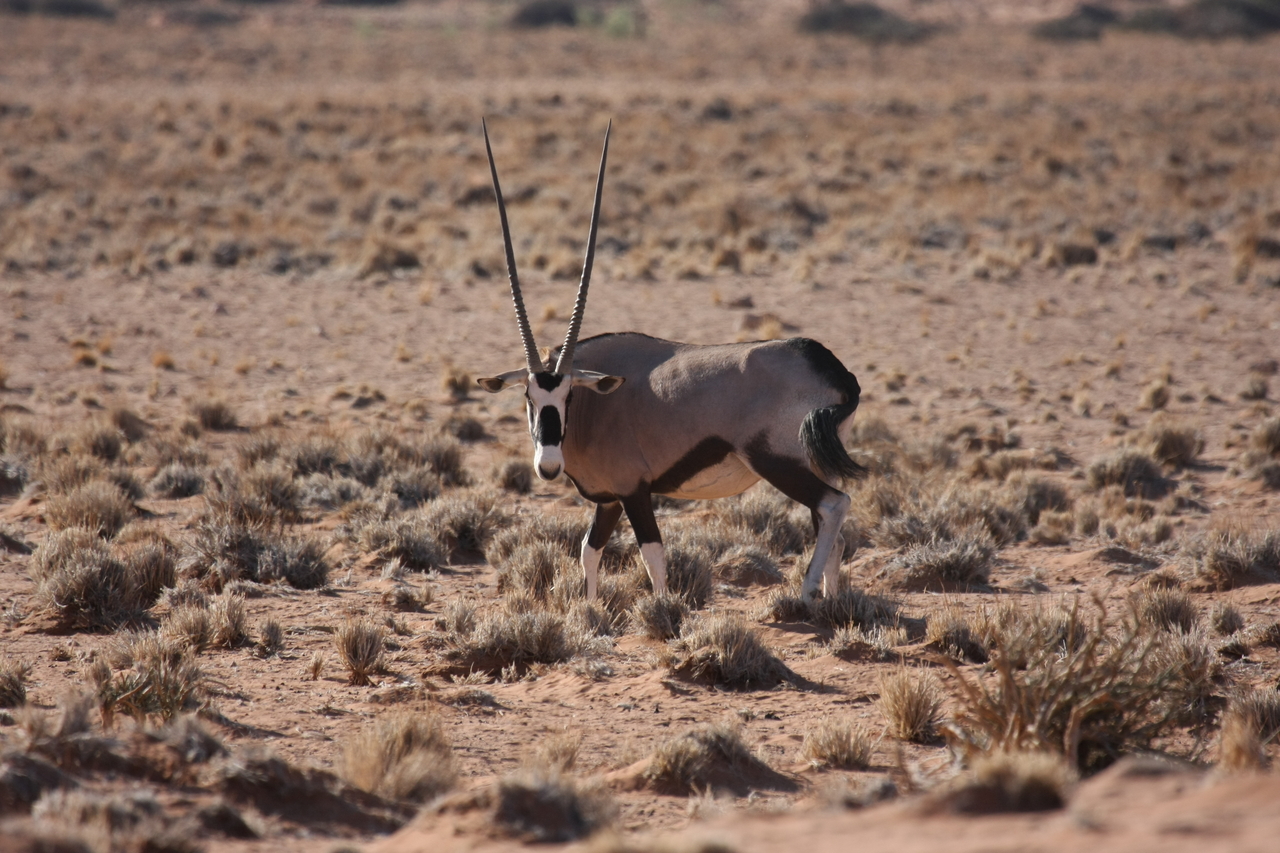 [16061] 2016_06_25_09_55_44_Africa_Canon_EOS_40D_IMG__00198.jpg