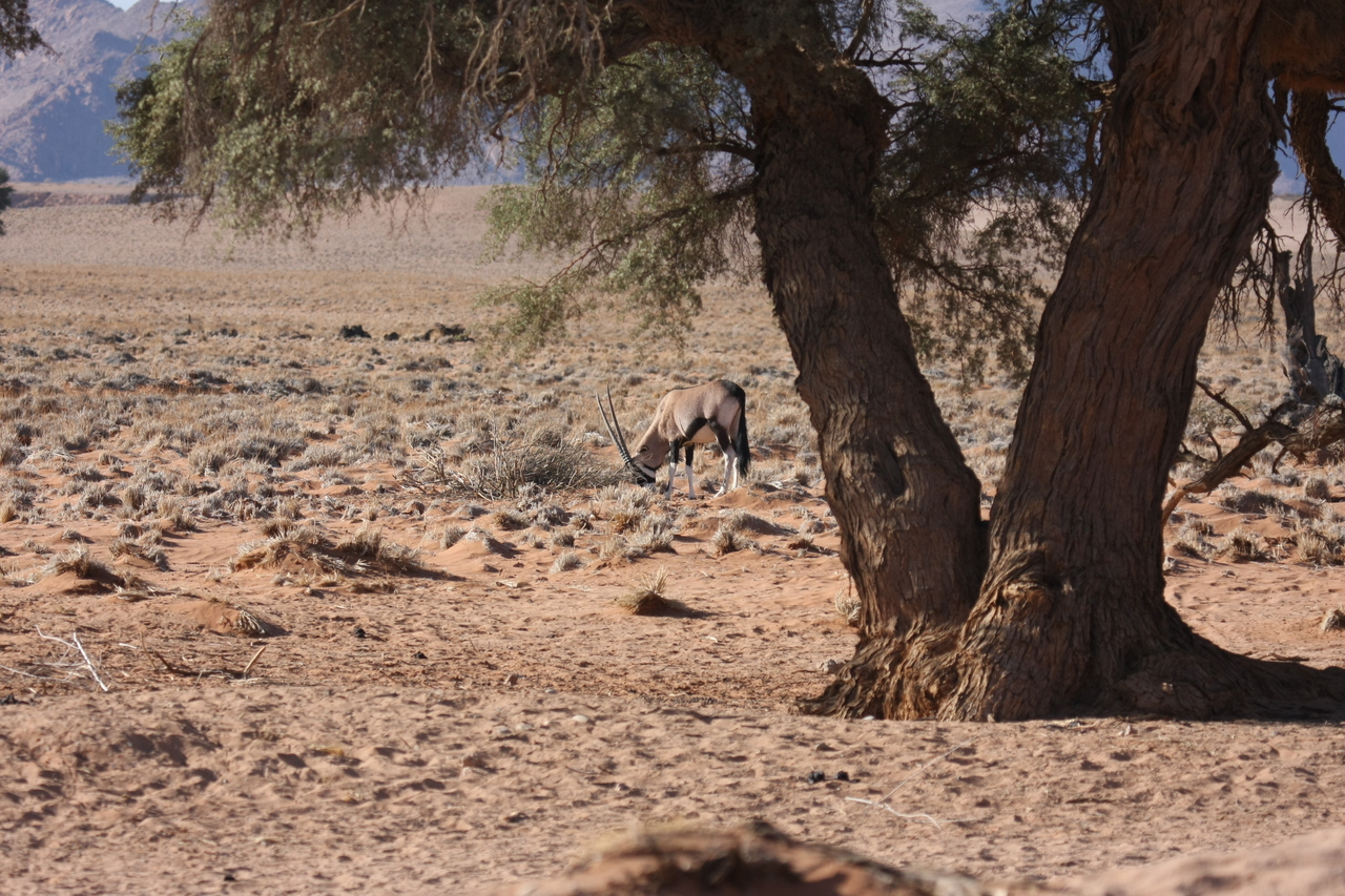 [16073] 2016_06_25_09_56_35_Africa_Canon_EOS_40D_IMG__02193.jpg