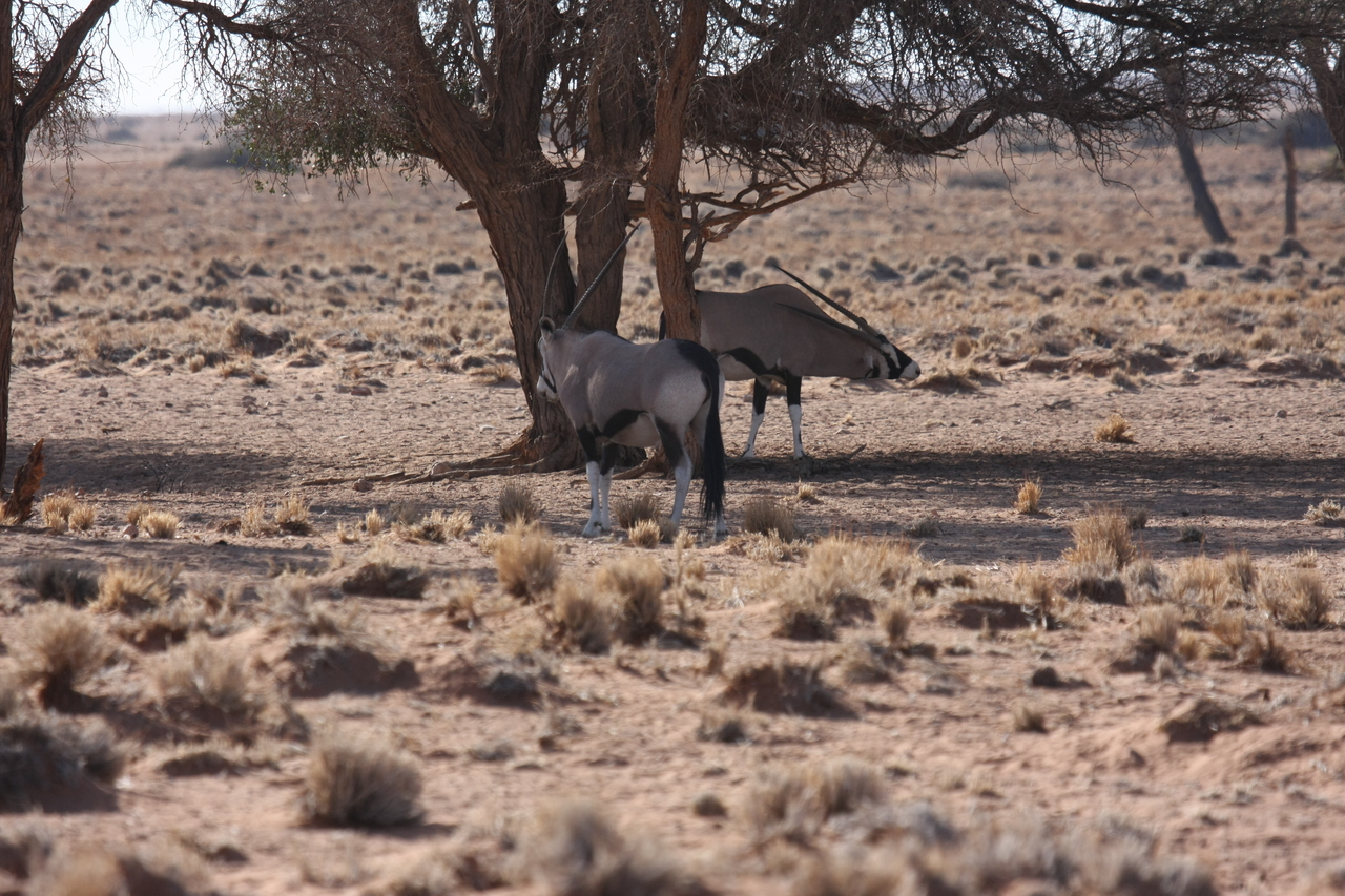 [16080] 2016_06_25_09_57_28_Africa_Canon_EOS_40D_IMG__02196.jpg