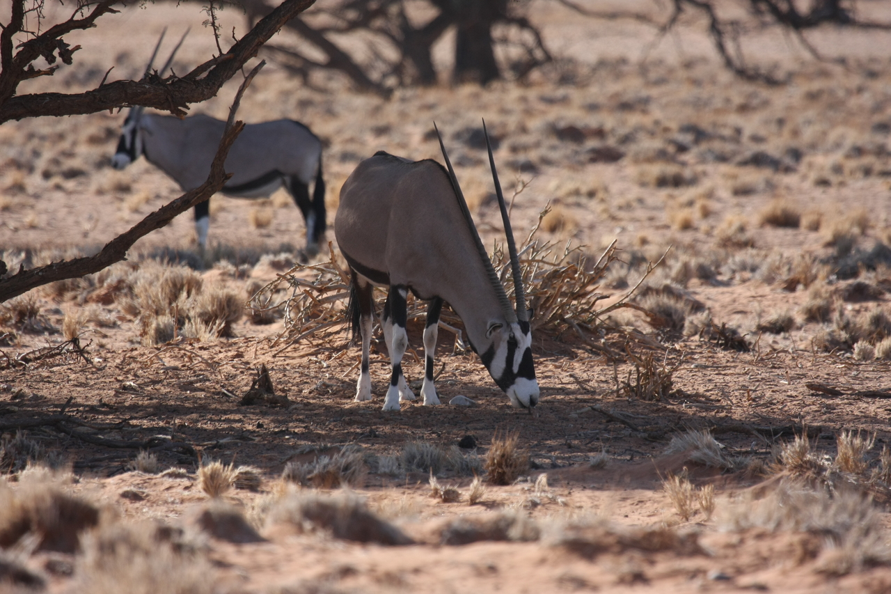 [16085] 2016_06_25_09_57_48_Africa_Canon_EOS_40D_IMG__00205.jpg
