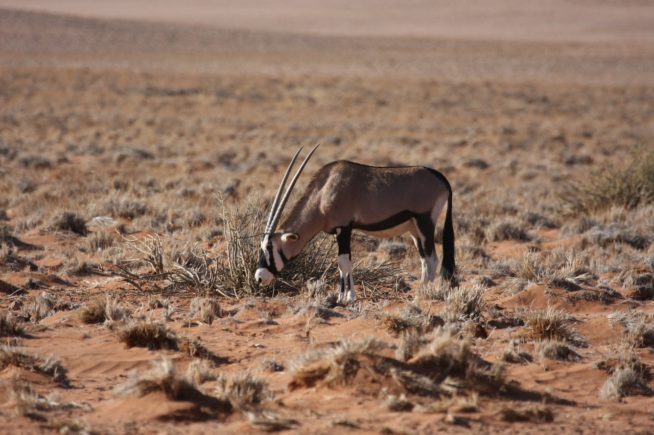 [16097] 2016_06_25_09_58_14_Africa_Canon_EOS_40D_IMG__00209.jpg