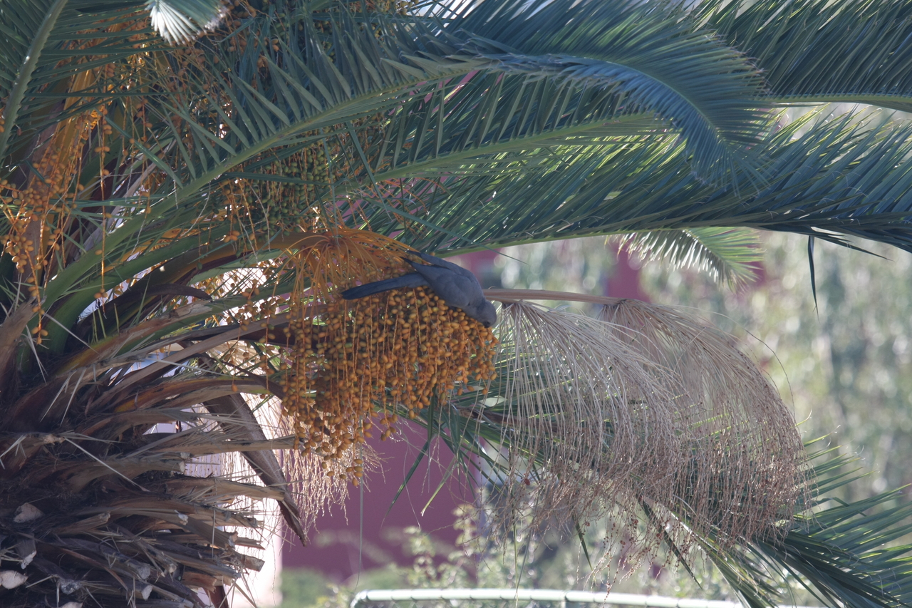 [16467] 2016_06_26_10_56_00_Africa_Canon_EOS_40D_IMG__00007.jpg