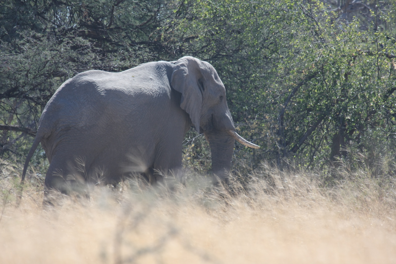 [16745] 2016_06_27_06_18_19_Africa_Canon_EOS_40D_IMG__00024.jpg