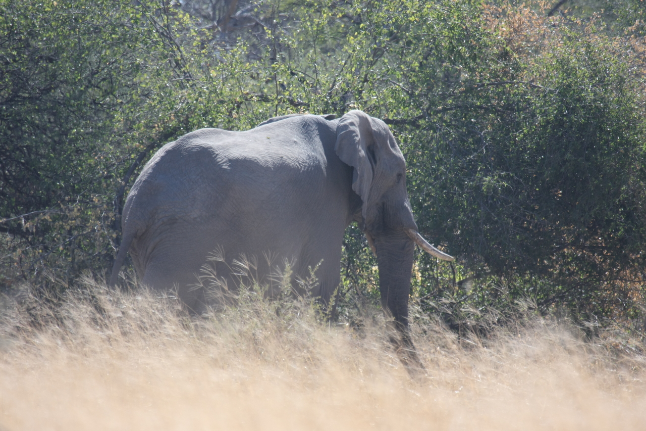[16757] 2016_06_27_06_18_25_Africa_Canon_EOS_40D_IMG__09783.jpg