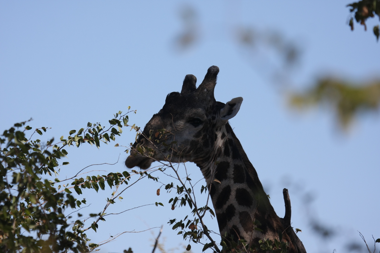 [16777] 2016_06_27_07_40_56_Africa_Canon_EOS_40D_IMG__00090.jpg