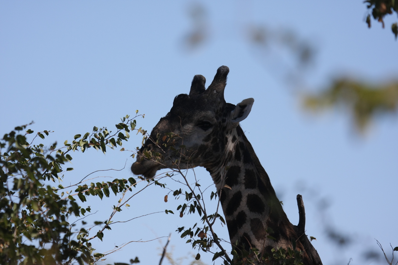 [16779] 2016_06_27_07_40_56_Africa_Canon_EOS_40D_IMG__02294.jpg