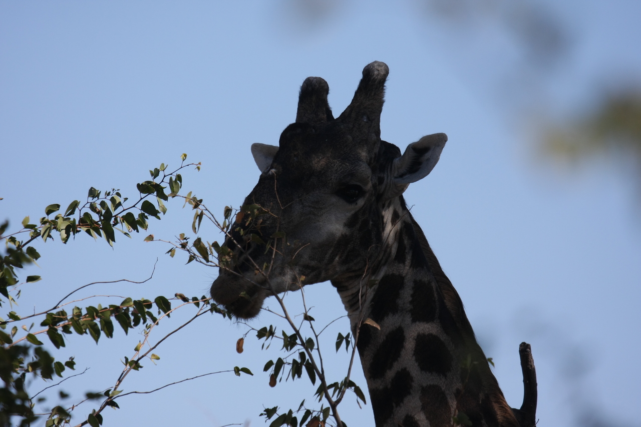 [16788] 2016_06_27_07_41_05_Africa_Canon_EOS_40D_IMG__00007.jpg