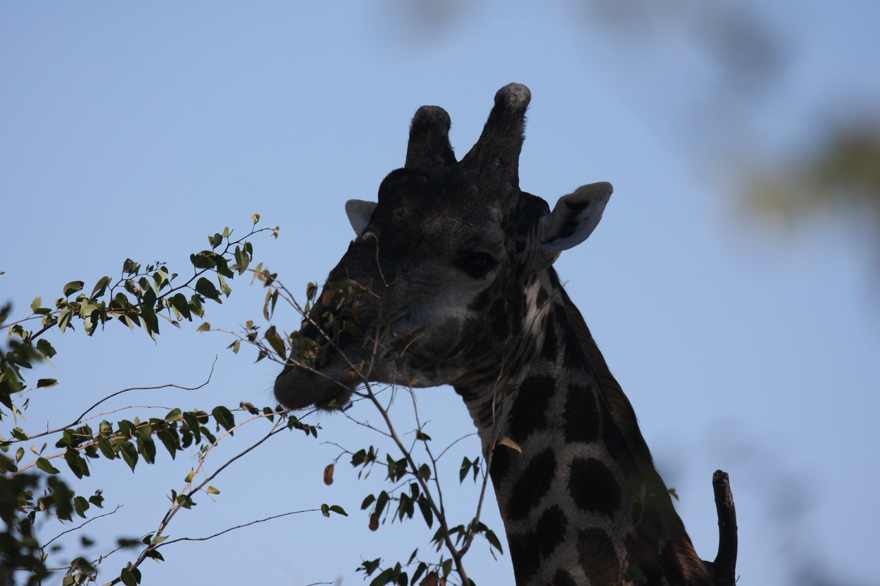 [16789] 2016_06_27_07_41_05_Africa_Canon_EOS_40D_IMG__00008.jpg