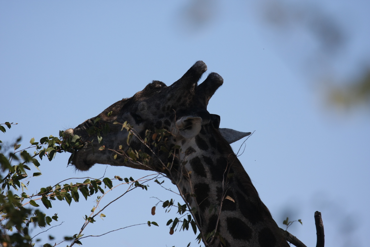 [16800] 2016_06_27_07_41_08_Africa_Canon_EOS_40D_IMG__00011.jpg
