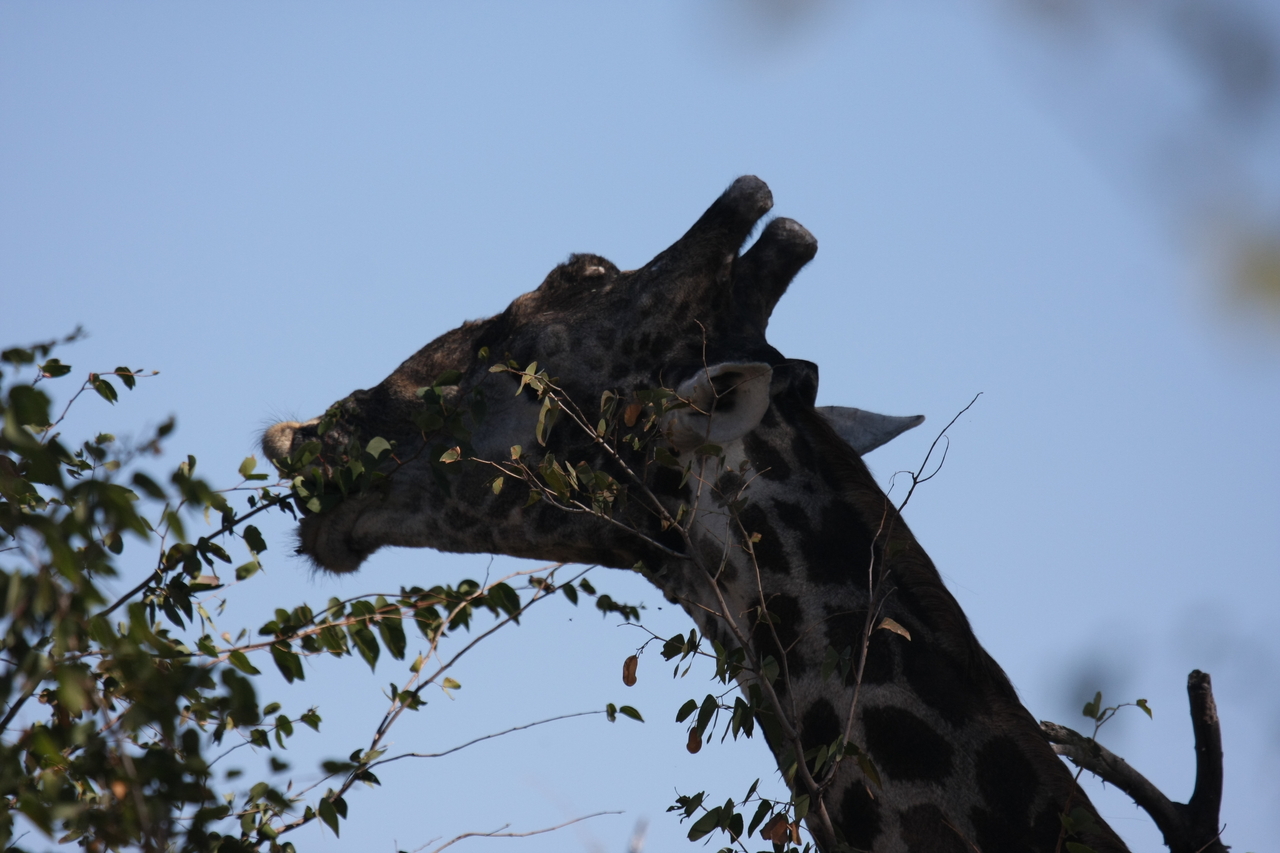 [16808] 2016_06_27_07_41_09_Africa_Canon_EOS_40D_IMG__00014.jpg