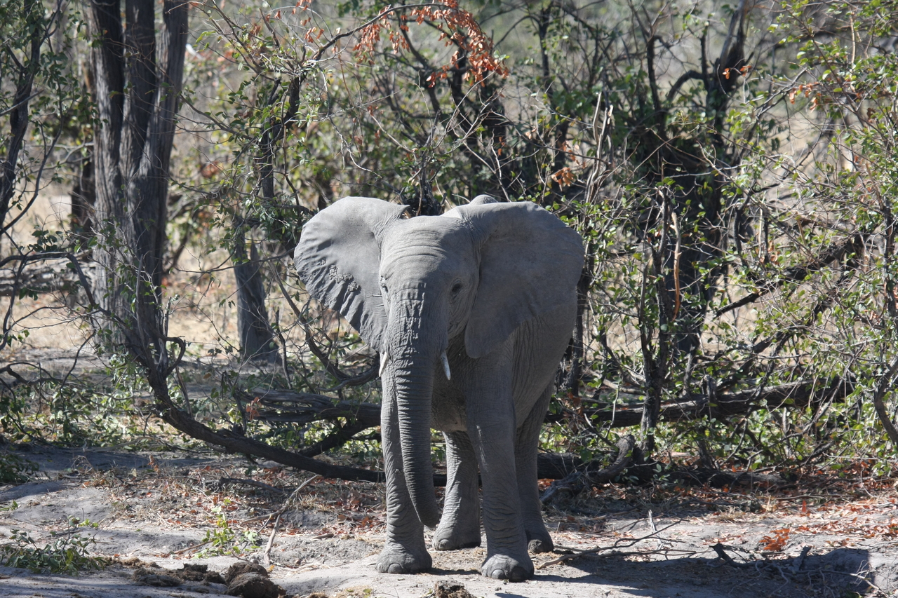 [16821] 2016_06_27_07_51_42_Africa_Canon_EOS_40D_IMG__00017.jpg