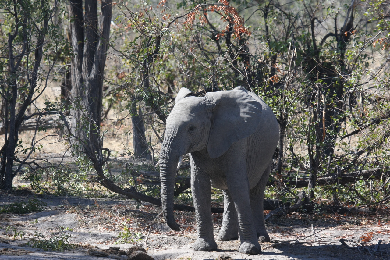 [16822] 2016_06_27_07_51_42_Africa_Canon_EOS_40D_IMG__02306.jpg