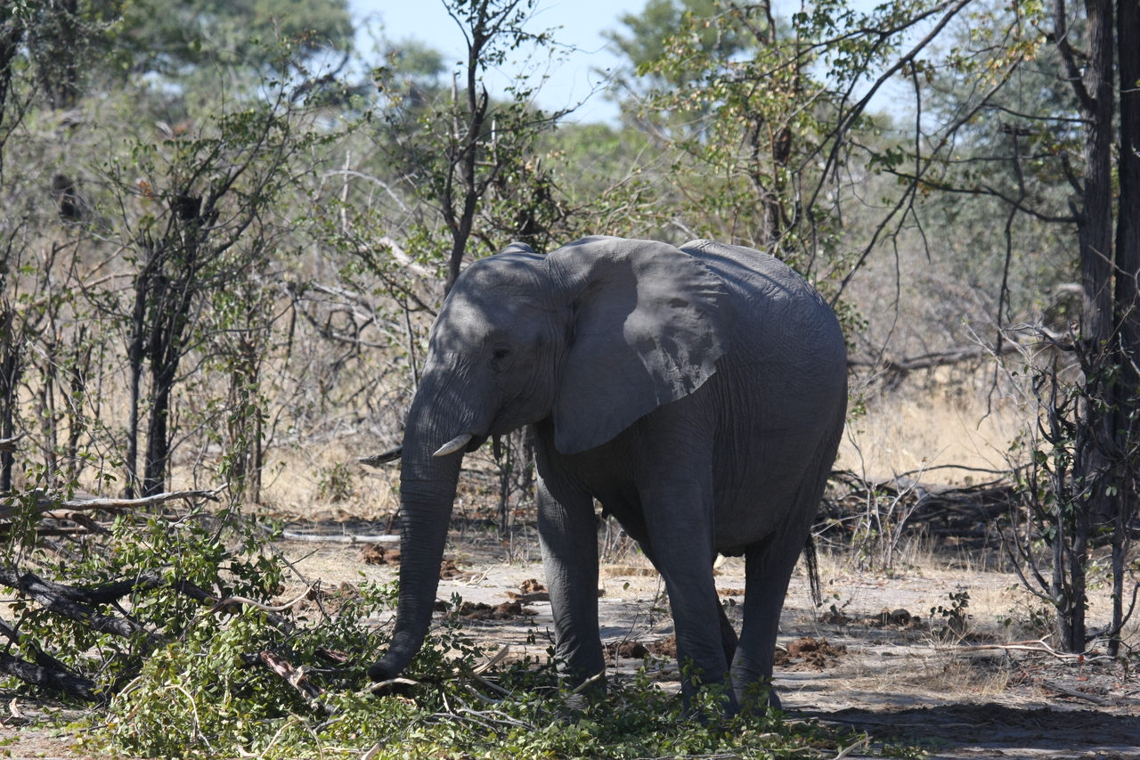 [16834] 2016_06_27_07_51_52_Africa_Canon_EOS_40D_IMG__09757.jpg
