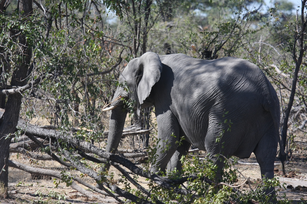[16855] 2016_06_27_07_52_25_Africa_Canon_EOS_40D_IMG__02316.jpg