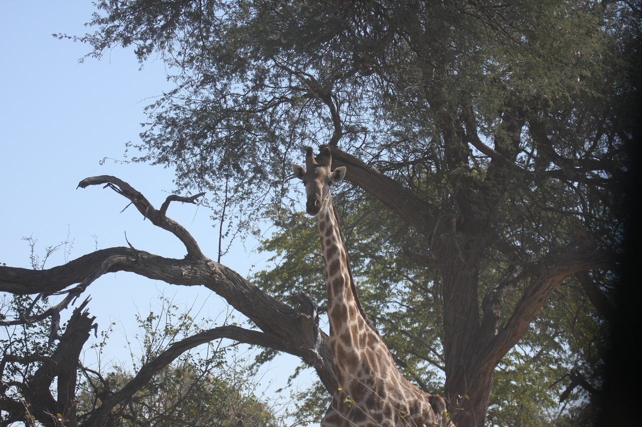 [16859] 2016_06_27_07_54_17_Africa_Canon_EOS_40D_IMG__00028.jpg