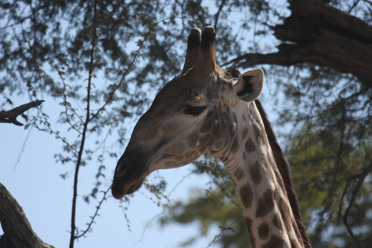 [16869] 2016_06_27_07_54_24_Africa_Canon_EOS_40D_IMG__00030.jpg