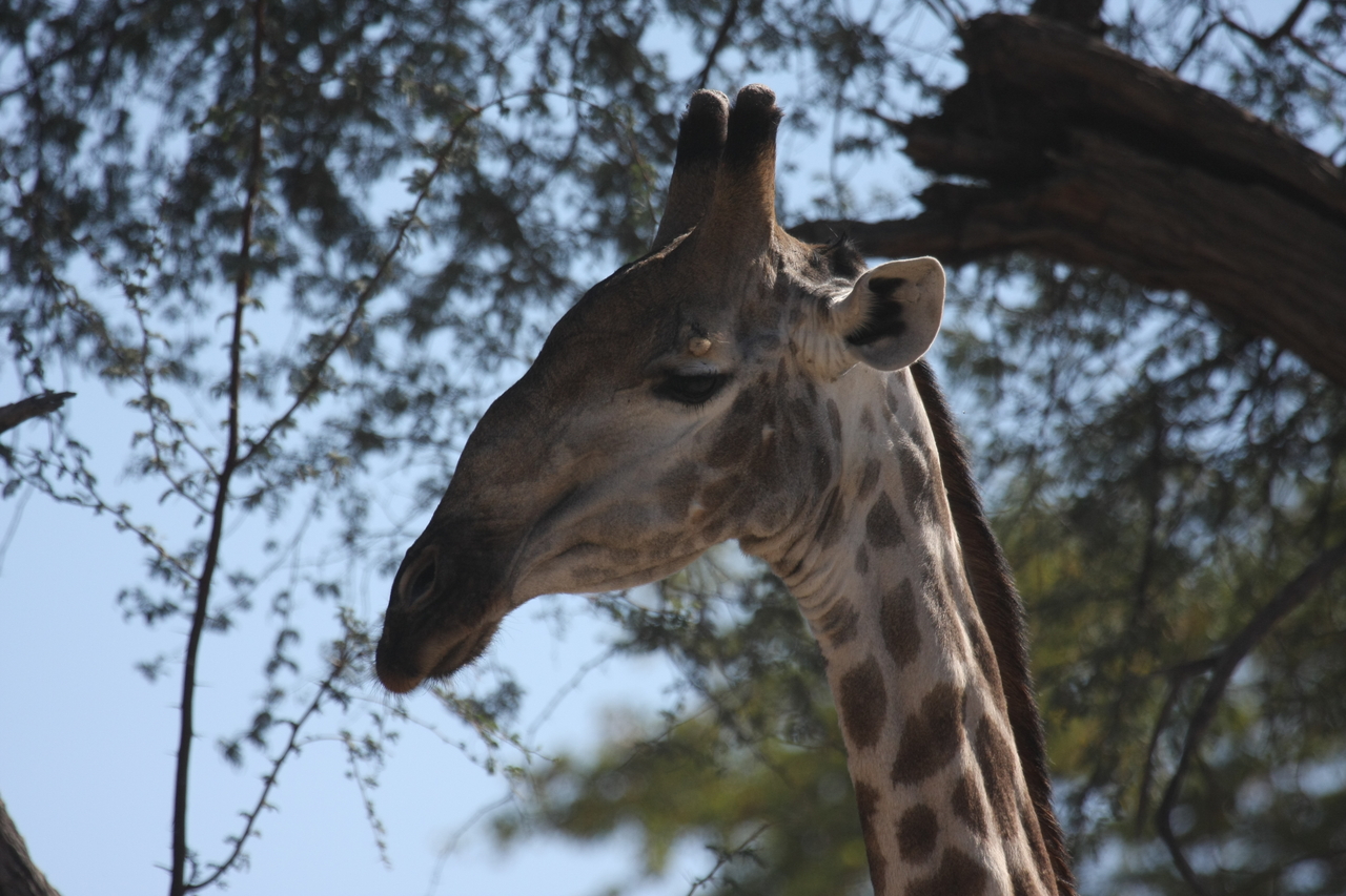 [16870] 2016_06_27_07_54_24_Africa_Canon_EOS_40D_IMG__02319.jpg