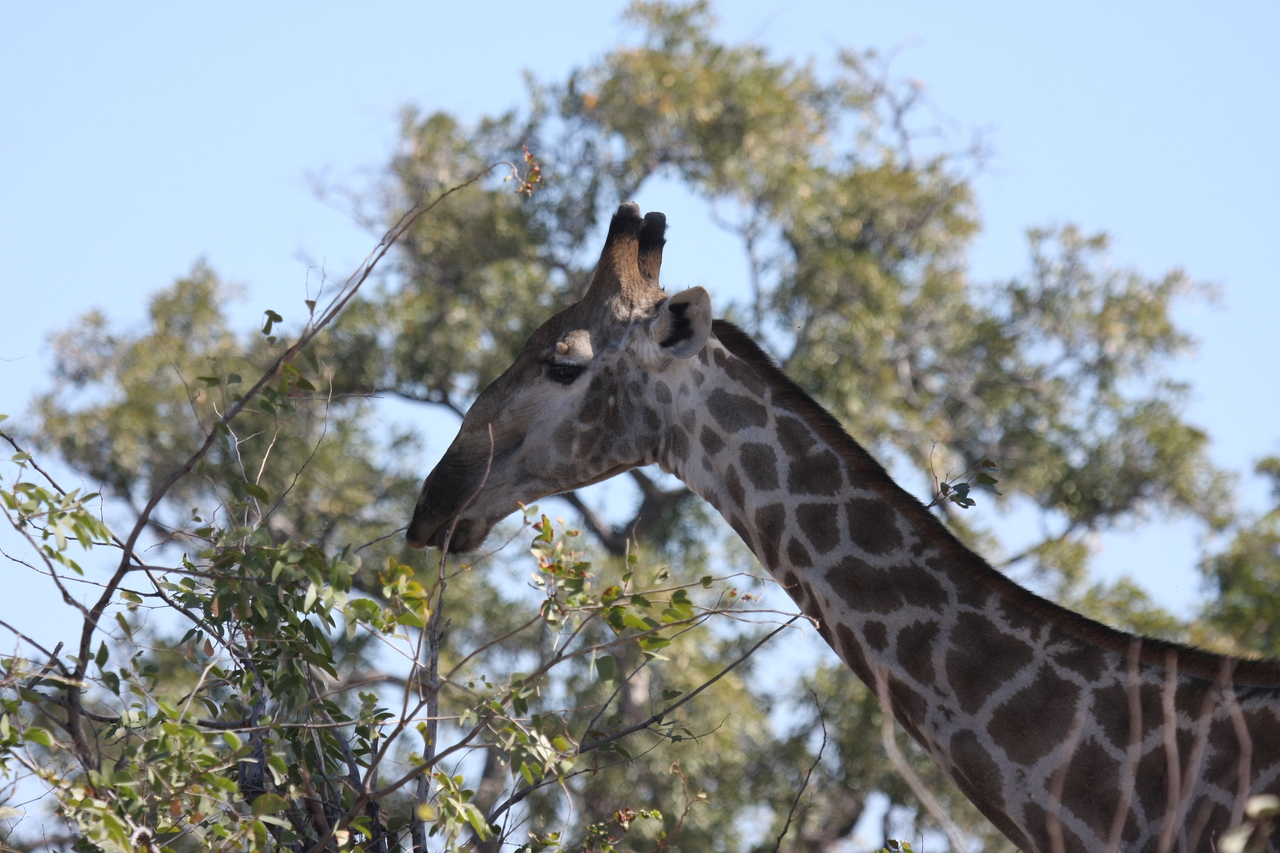[16880] 2016_06_27_07_55_42_Africa_Canon_EOS_40D_IMG__00033.jpg