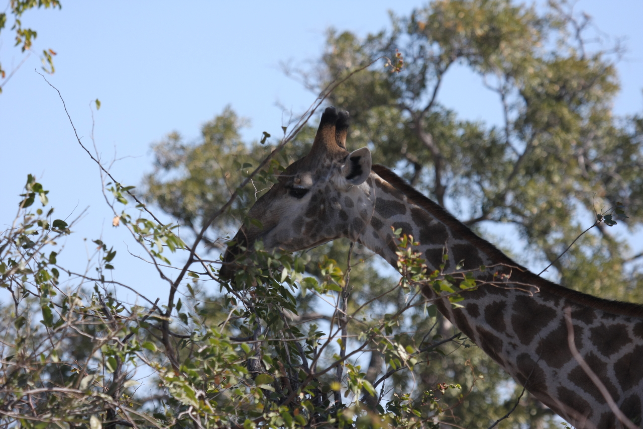 [16888] 2016_06_27_07_55_46_Africa_Canon_EOS_40D_IMG__09773.jpg