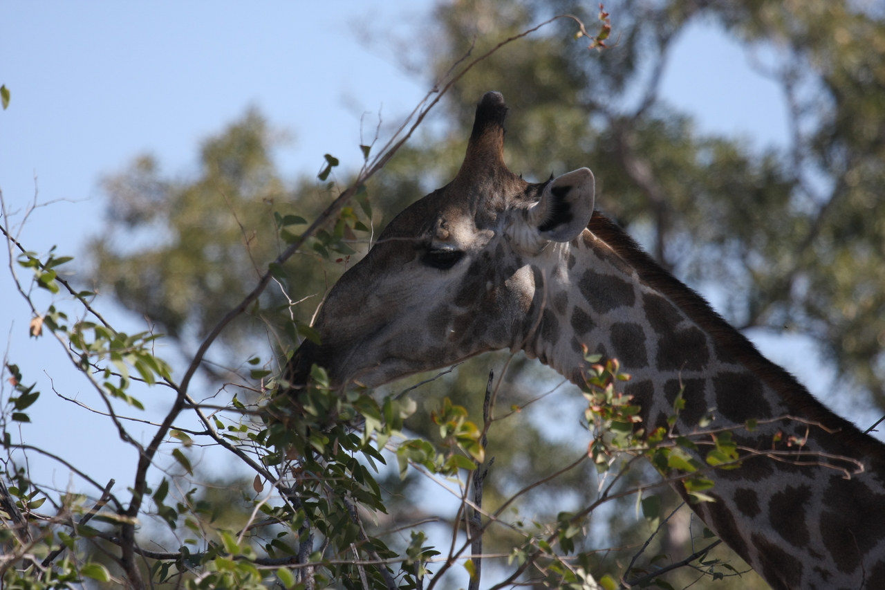 [16891] 2016_06_27_07_55_50_Africa_Canon_EOS_40D_IMG__09774.jpg