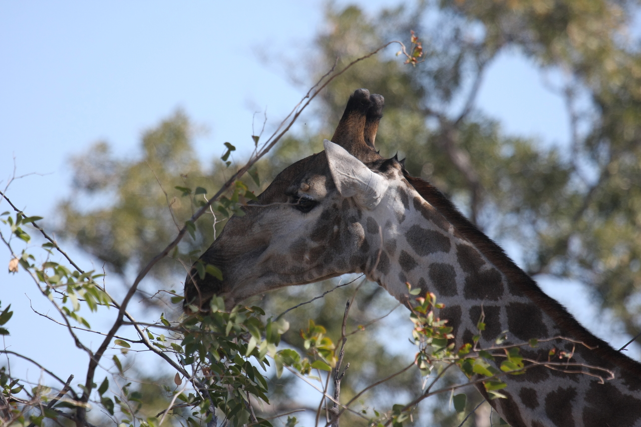 [16897] 2016_06_27_07_55_56_Africa_Canon_EOS_40D_IMG__09776.jpg