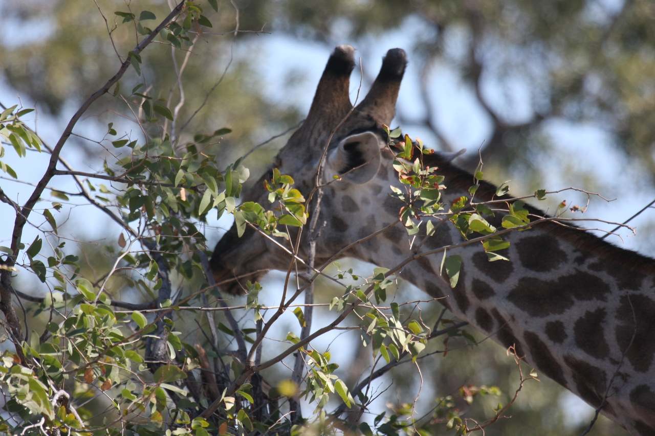 [16900] 2016_06_27_07_56_12_Africa_Canon_EOS_40D_IMG__00042.jpg