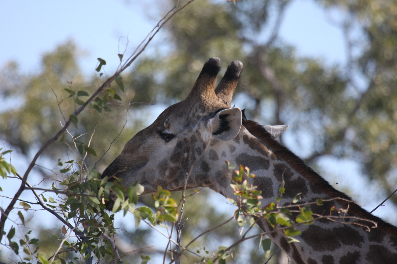 [16910] 2016_06_27_07_56_14_Africa_Canon_EOS_40D_IMG__00044.jpg