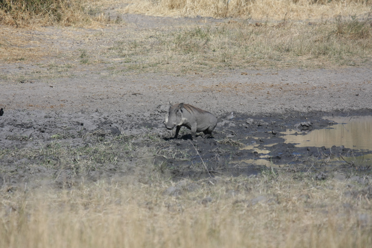 [16958] 2016_06_27_08_08_17_Africa_Canon_EOS_40D_IMG__00060.jpg
