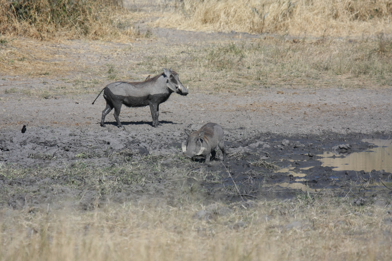 [16963] 2016_06_27_08_08_20_Africa_Canon_EOS_40D_IMG__00063.jpg