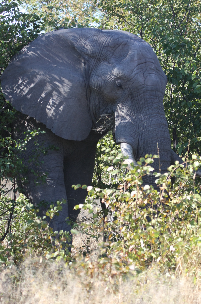 [16995] 2016_06_27_09_18_14_Africa_Canon_EOS_40D_IMG__09802.jpg